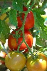 tomatoes + pomarola boot camp