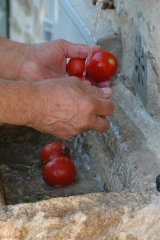 tomatoes + pomarola boot camp