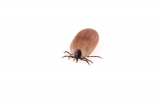 broken knees + ticks
